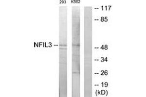 Western blot analysis of extracts from 293/K562 cells, using NFIL3 Antibody. (NFIL3 Antikörper  (AA 61-110))