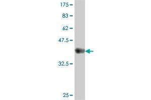 Western Blot detection against Immunogen (37 KDa) . (MAMLD1 Antikörper  (AA 603-701))