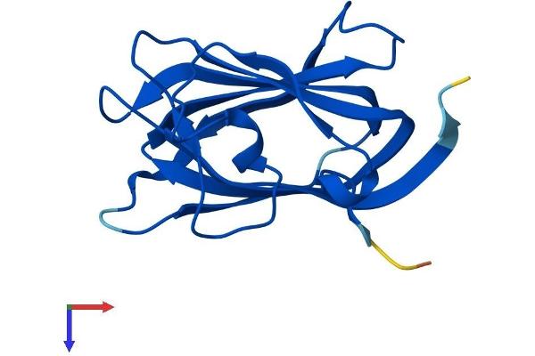 HSPB11 Protein (AA 1-143) (His tag)
