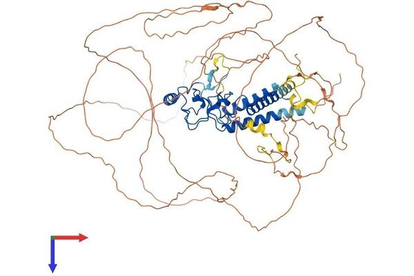 LIN54 Protein (AA 1-749) (His tag)