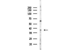 Western blot analysis of lysates from 293 cells(heat-shock,45 min treatment), using Phospho-RP/RP (Thr21) Antibody at 1/1000 dilution.