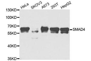Western blot analysis of extracts of various cell lines, using SMAD4 antibody.