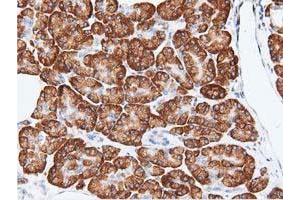 Immunohistochemical staining of paraffin-embedded Human pancreas tissue using anti-RIT2 mouse monoclonal antibody. (RIT2 Antikörper)