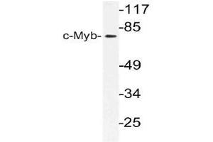 Western blot (WB) analysis of c-Myb antibody in extracts from 293 cells.