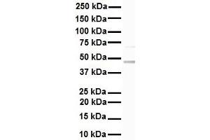Western Blotting (WB) image for anti-Keratin 17 (KRT17) (C-Term) antibody (ABIN2776962)