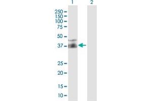 Western Blot analysis of FPR2 expression in transfected 293T cell line by FPR2 MaxPab polyclonal antibody. (FPR2 Antikörper  (AA 1-351))