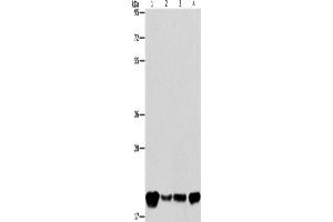 Western Blotting (WB) image for anti-Phosphatidylethanolamine Binding Protein 1 (PEBP1) antibody (ABIN2422047) (PEBP1 Antikörper)