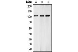 Western blot analysis of BCLAF1 expression in K562 (A), MCF7 (B), A549 (C) whole cell lysates. (BCLAF1 Antikörper  (Center))