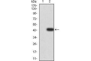 Western blot analysis using CALB2 mAb against HEK293 (1) and CALB2 (AA: 172-271)-hIgGFc transfected HEK293 (2) cell lysate.