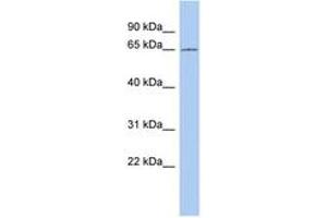Image no. 1 for anti-Coiled-Coil Domain Containing 63 (CCDC63) (AA 323-372) antibody (ABIN6743703) (CCDC63 Antikörper  (AA 323-372))