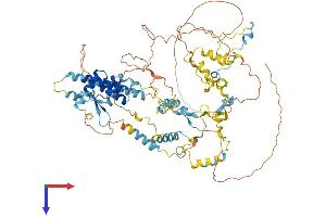 NCAPH Protein (AA 1-731) (His tag)