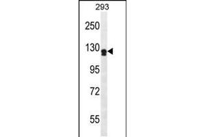 Western blot analysis in 293 cell line lysates (35ug/lane). (UNC5D Antikörper  (AA 483-511))