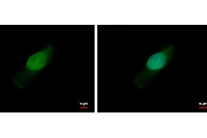 ICC/IF Image BCL2L15 antibody detects BCL2L15 protein at nucleus by immunofluorescent analysis. (BCL2-Like 15 Antikörper)