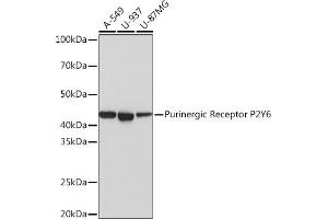 Western blot analysis of extracts of various cell lines, using Purinergic Receptor Purinergic Receptor P2Y6 Rabbit mAb (ABIN7269761) at 1:1000 dilution. (P2RY6 Antikörper)
