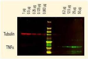 Image no. 1 for Goat anti-Rat IgG (Whole Molecule) antibody (ABIN300917) (Ziege anti-Ratte IgG (Whole Molecule) Antikörper)