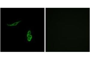 Immunofluorescence (IF) image for anti-Sodium Channel, Nonvoltage-Gated 1, delta (SCNN1D) (AA 411-460) antibody (ABIN2890112) (SCNN1D Antikörper  (AA 411-460))