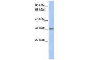 ODF3L1 antibody used at 1 ug/ml to detect target protein.