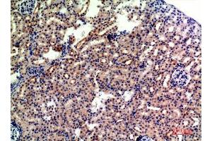 Immunohistochemistry (IHC) analysis of paraffin-embedded Mouse Kidney, antibody was diluted at 1:200.