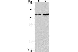 Western blot analysis of Hela and Raji cell, using MYB Polyclonal Antibody at dilution of 1:633 (MYB Antikörper)