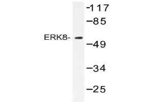 Western blot (WB) analysis of ERK8 antibody in extracts from HepG2 cells. (MAPK15 Antikörper)