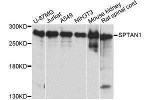 Western blot analysis of extracts of various cell lines, using SPTAN1 antibody. (SPTAN1 Antikörper)