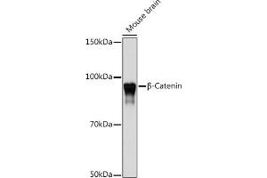 Western blot analysis of extracts of Mouse brain, using β-Catenin antibody (ABIN7266138) at 1:1000 dilution. (CTNNB1 Antikörper)