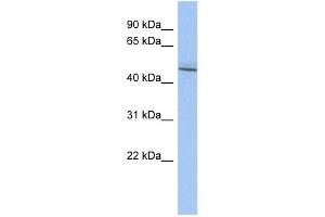 RBMS3 antibody used at 1 ug/ml to detect target protein. (RBMS3 Antikörper  (Middle Region))