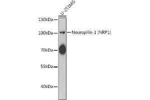 Western blot analysis of extracts of U-251MG cells, using Neuropilin-1 (Neuropilin-1 (NRP1)) antibody (ABIN6129061, ABIN6144861, ABIN6144862 and ABIN6221800) at 1:1000 dilution.