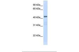 Image no. 1 for anti-Solute Carrier Family 29 (Nucleoside Transporters), Member 2 (SLC29A2) (AA 362-411) antibody (ABIN6738095) (SLC29A2 Antikörper  (AA 362-411))