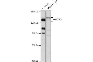 Western blot analysis of extracts of various cell lines, using KCNC4 antibody (ABIN7269488) at 1:1000 dilution. (Kv3.4 Antikörper  (AA 490-538))