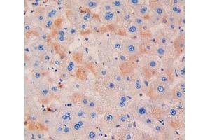 IHC-P analysis of liver tissue, with DAB staining. (Azurocidin Antikörper  (AA 23-247))