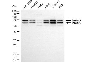 Western blotting analysis using Iamin A/C antibody (ABIN7799229). (Rekombinanter Lamin A/C Antikörper)