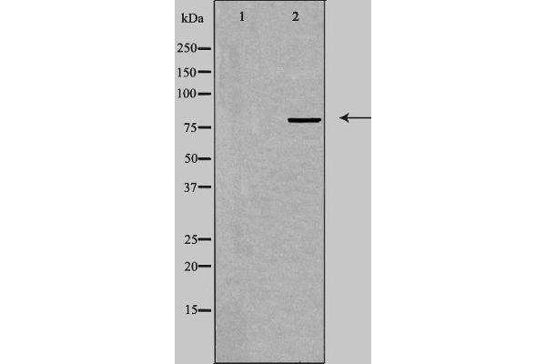 TRIM3 Antikörper  (Internal Region)