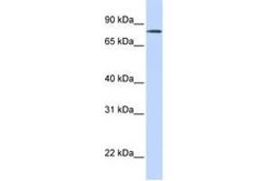 Image no. 1 for anti-Organic Anion Transporter LST-3b (LST-3TM12) (AA 252-301) antibody (ABIN6743317) (LST-3TM12 Antikörper  (AA 252-301))