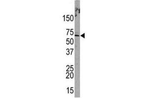 Western blot analysis of PML antibody and HeLa lysate. (PML Antikörper  (Sumoylation Site))