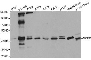 Western blot analysis of extracts of various cell lines, using NGFR antibody (ABIN5971123) at 1/1000 dilution. (NGFR Antikörper)