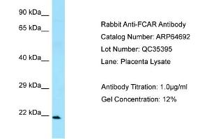 Western Blotting (WB) image for anti-Fc Fragment of IgA, Receptor For (FCAR) (C-Term) antibody (ABIN2789926)
