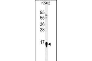 RPS19 Antibody (Center) (ABIN655978 and ABIN2845362) western blot analysis in K562 cell line lysates (35 μg/lane). (RPS19 Antikörper  (AA 25-54))