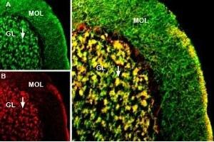 Multiplex staining of KCC2 and GABA(A) α1 Receptor in rat cerebellumImmunohistochemical staining of perfusion-fixed frozen rat brain sections using rabbit Anti-KCC2 (SLC12A5) Antibody (ABIN7043673, ABIN7044552 and ABIN7044553), (1:400) and Guinea pig Anti-GABA(A) α1 Receptor (extracellular) Antibody (ABIN7043185, ABIN7045422 and ABIN7045423), (1:400). (gamma-aminobutyric Acid (GABA) A Receptor, alpha 1 (GABRA1) Peptid)