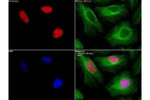 Histone H2B dimethyl Lys46 pAb tested by immunofluorescence. (Histone H2B Antikörper  (2meLys46))