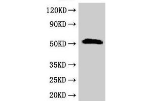 Western Blot Positive WB detected in: Rat liver tissue All lanes: SCTR antibody at 2. (SCTR Antikörper  (AA 51-135))