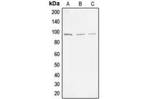 Western blot analysis of MLK3 (pT277/S281) expression in HEK293T (A), NIH3T3 (B), PC12 (C) whole cell lysates. (MAP3K11 Antikörper  (pSer277, pSer281))