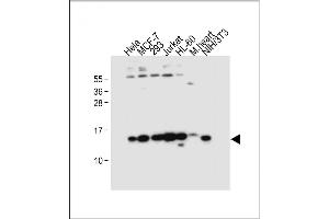 All lanes : Anti-SNRPD3 Antibody (N-term) at 1:4000 dilution Lane 1: Hela whole cell lysate Lane 2: MCF-7 whole cell lysate Lane 3: 293 whole cell lysate Lane 4: Jurkat whole cell lysate Lane 5: HL-60 whole cell lysate Lane 6: Mouse heart tissue lysate Lane 7: NIH/3T3 whole cell lysate Lysates/proteins at 20 μg per lane.