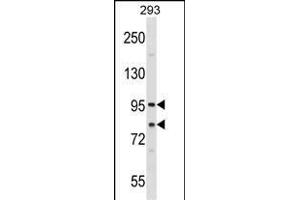SEC23A Antibody (Center) (ABIN1538270 and ABIN2848682) western blot analysis in 293 cell line lysates (35 μg/lane). (SEC23A Antikörper  (AA 299-328))