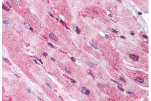 Anti-QSOX2 antibody  ABIN1049285 IHC staining of human heart. (QSOX2 Antikörper  (Internal Region))
