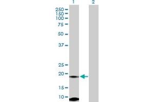 Western Blot analysis of FUNDC2 expression in transfected 293T cell line by FUNDC2 MaxPab polyclonal antibody.