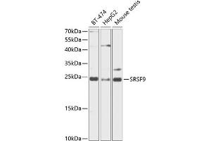 Western blot analysis of extracts of various cell lines, using SRSF9 antibody (ABIN6132650, ABIN6147681, ABIN6147684 and ABIN6216200) at 1:1000 dilution.