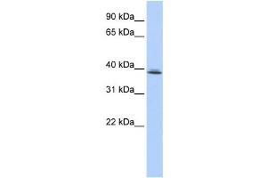 Western Blotting (WB) image for anti-SRR1 Domain Containing (SRRD) antibody (ABIN2459156) (SRRD Antikörper)
