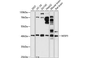 Western blot analysis of extracts of various cell lines, using WISP3 antibody (ABIN7271384) at 1:1000 dilution. (WISP3 Antikörper  (AA 42-260))