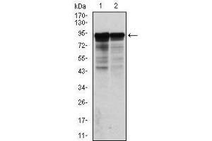 Western Blotting (WB) image for anti-Neurofilament, Light Polypeptide (NEFL) antibody (ABIN1108416) (NEFL Antikörper)